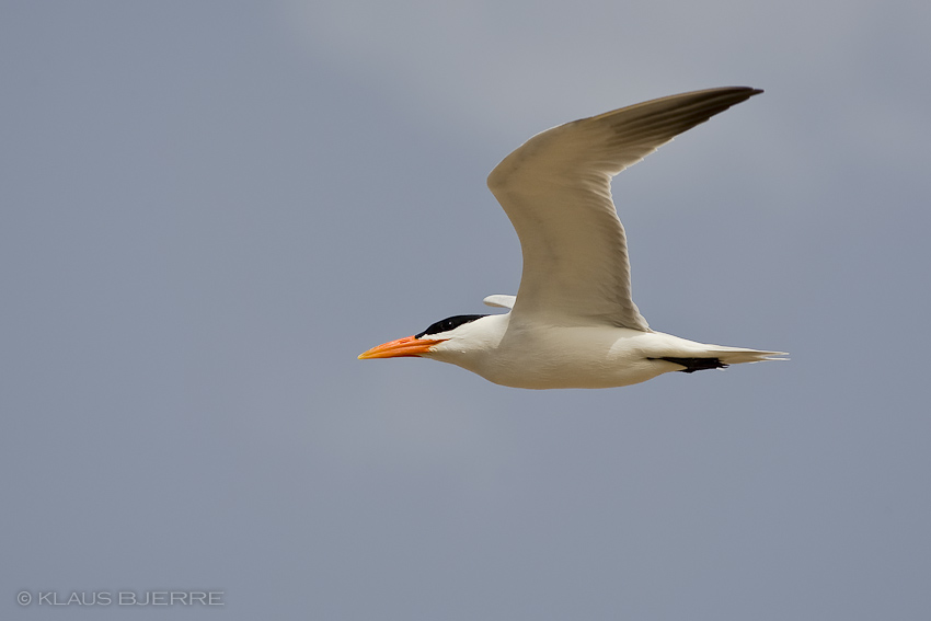 Caspian Tern_KBJ8851.jpg - Caspian Tern - north beach Eilat